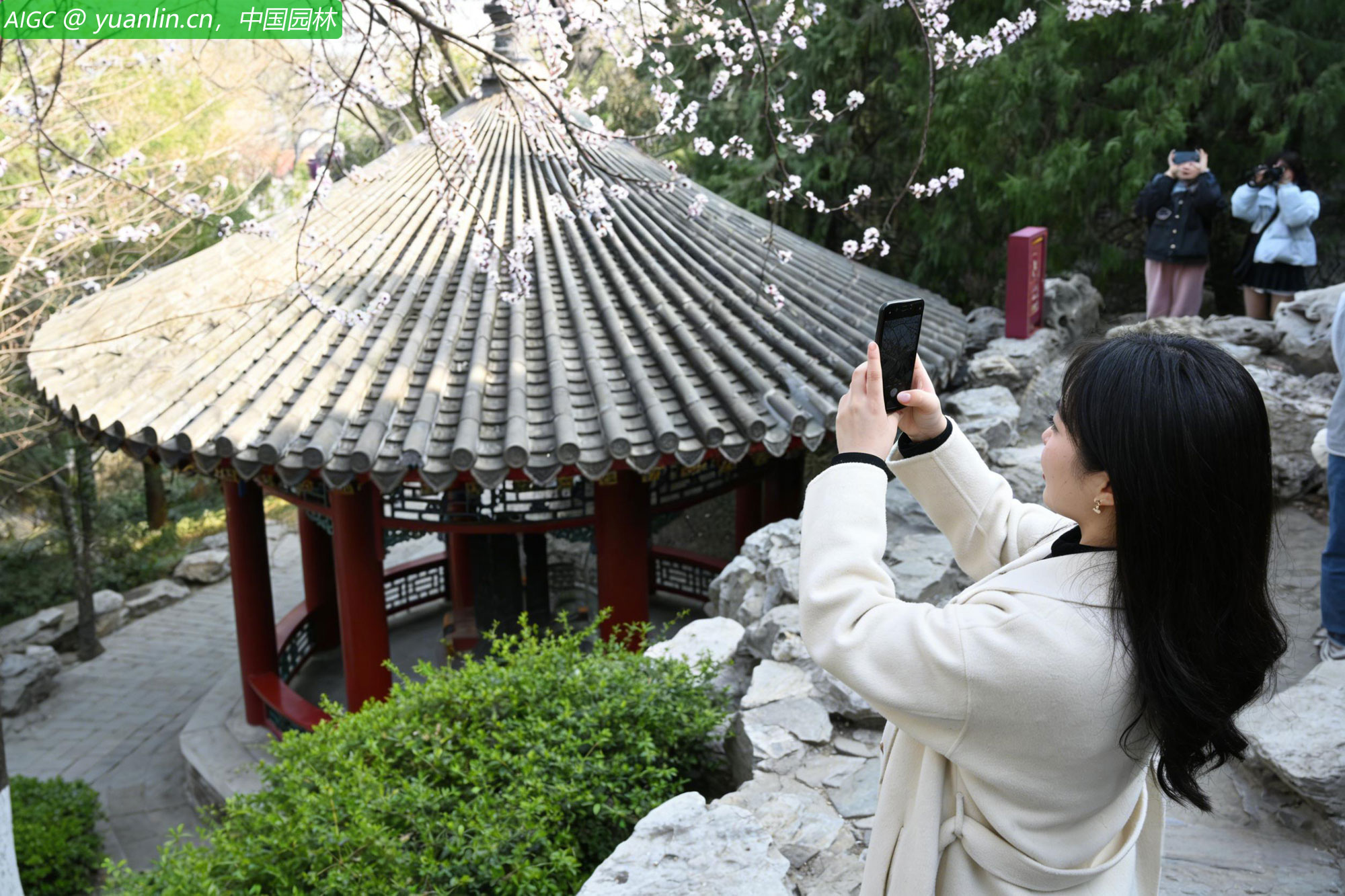 北京春暖花开，游客在北海公园盛放的山桃花下拍照