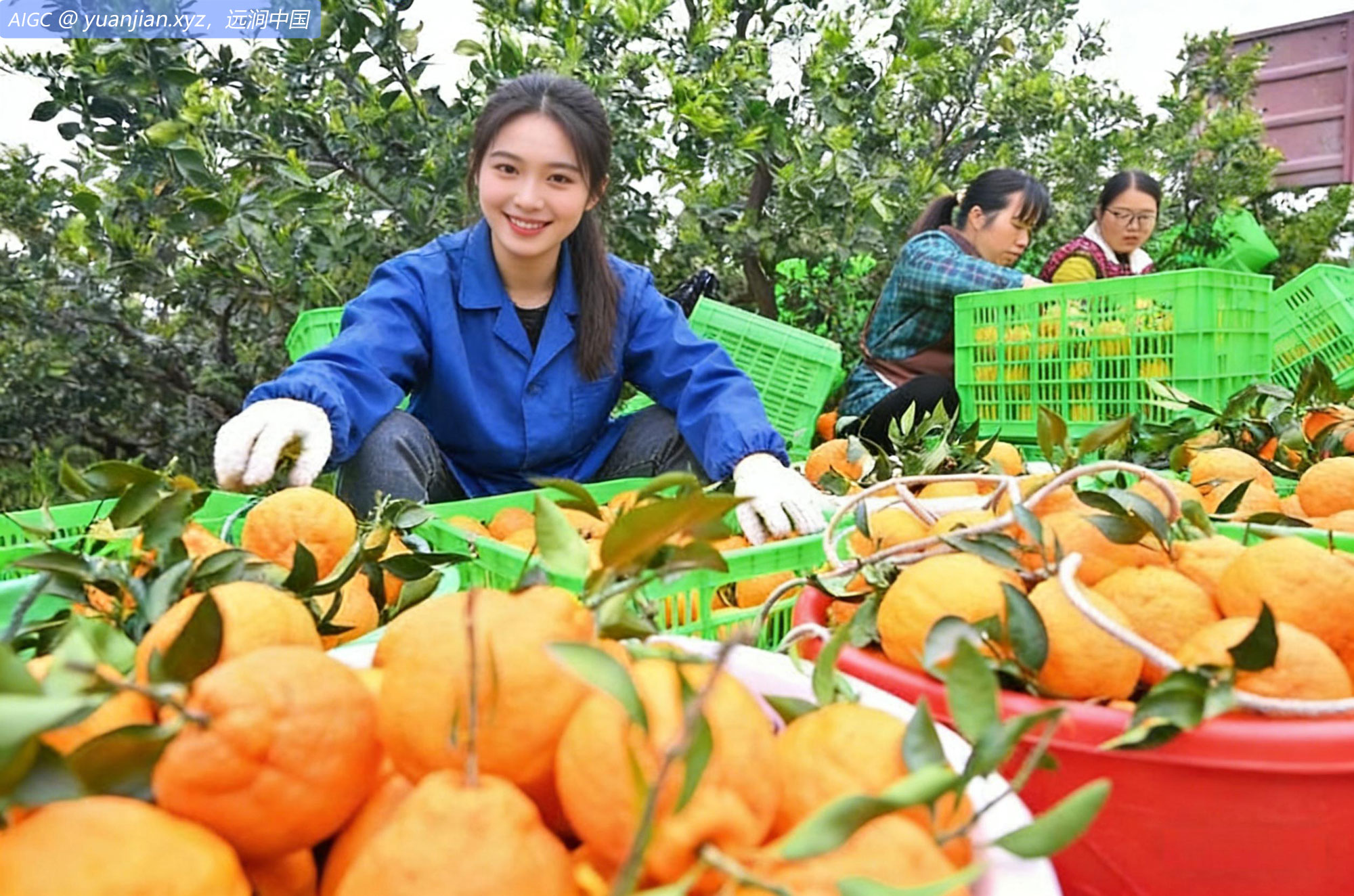 四川省眉山市仁寿县板桥镇，果农正在分拣柑橘