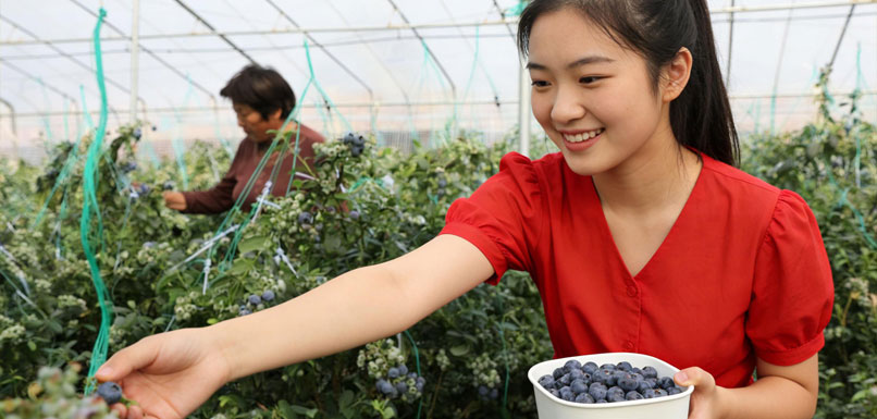 山东省蒙阴县蓝莓基地内，果农忙着采摘