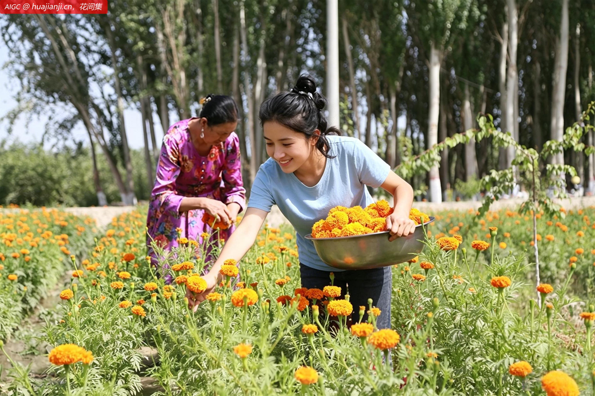 新疆阿克苏，帕万拉村花卉基地，花农正在采收万寿菊