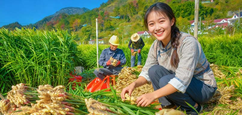 安徽省安庆市水寨村，村民正在采收小黄姜