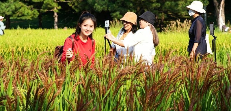北京北坞公园御田胭脂稻长势正好